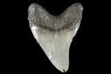 Fossil Megalodon Tooth - North Carolina #92436-2